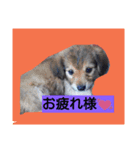 猫＆犬（個別スタンプ：7）