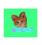 猫＆犬（個別スタンプ：8）