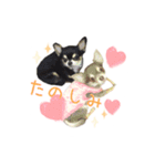 ちょこあみるく（個別スタンプ：1）