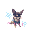 ちょこあみるく（個別スタンプ：3）