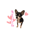 ちょこあみるく（個別スタンプ：4）