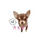 ちょこあみるく（個別スタンプ：5）