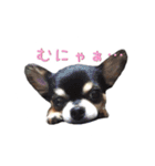 ちょこあみるく（個別スタンプ：6）
