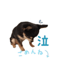 ちょこあみるく（個別スタンプ：12）