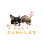 ちょこあみるく（個別スタンプ：18）