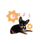 ちょこあみるく（個別スタンプ：24）