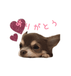 ちょこあみるく（個別スタンプ：26）
