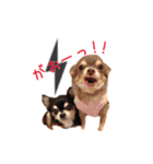 ちょこあみるく（個別スタンプ：29）