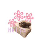 ちょこあみるく（個別スタンプ：30）