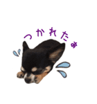 ちょこあみるく（個別スタンプ：31）