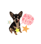 ちょこあみるく（個別スタンプ：37）