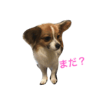 belle chan（個別スタンプ：2）