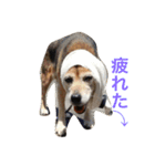 belle chan（個別スタンプ：12）