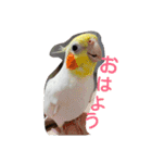わがやの猫と鳥（個別スタンプ：1）