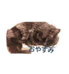わがやの猫と鳥（個別スタンプ：2）