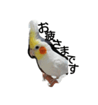 わがやの猫と鳥（個別スタンプ：4）