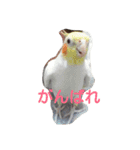 わがやの猫と鳥（個別スタンプ：5）