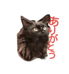 わがやの猫と鳥（個別スタンプ：6）