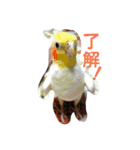 わがやの猫と鳥（個別スタンプ：9）
