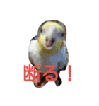 わがやの猫と鳥（個別スタンプ：10）
