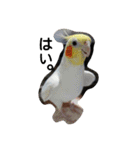 わがやの猫と鳥（個別スタンプ：11）