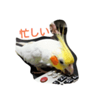 わがやの猫と鳥（個別スタンプ：20）