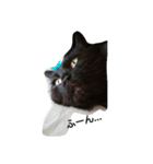 わがやの猫と鳥（個別スタンプ：22）