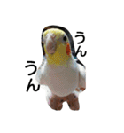 わがやの猫と鳥（個別スタンプ：26）