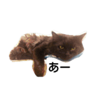 わがやの猫と鳥（個別スタンプ：27）