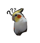 わがやの猫と鳥（個別スタンプ：29）