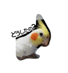 わがやの猫と鳥（個別スタンプ：31）