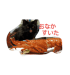 わがやの猫と鳥（個別スタンプ：34）