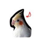 わがやの猫と鳥（個別スタンプ：36）