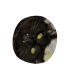わがやの猫と鳥（個別スタンプ：37）