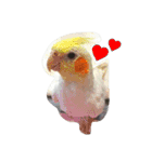 わがやの猫と鳥（個別スタンプ：38）