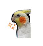 わがやの猫と鳥（個別スタンプ：39）