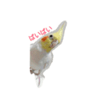 わがやの猫と鳥（個別スタンプ：40）