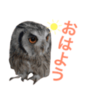 ふくろうと1匹の猫（個別スタンプ：1）