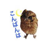 ふくろうと1匹の猫（個別スタンプ：2）