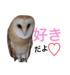 ふくろうと1匹の猫（個別スタンプ：3）