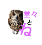 ふくろうと1匹の猫（個別スタンプ：4）