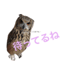 ふくろうと1匹の猫（個別スタンプ：5）