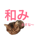 ふくろうと1匹の猫（個別スタンプ：6）