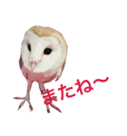 ふくろうと1匹の猫（個別スタンプ：7）