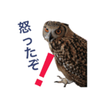ふくろうと1匹の猫（個別スタンプ：8）