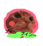 アビシニアンのハナちゃん（個別スタンプ：5）