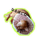 アビシニアンのハナちゃん（個別スタンプ：8）