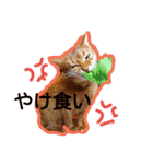 アビシニアンのハナちゃん（個別スタンプ：14）