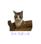 加藤家のみーちゃん（個別スタンプ：6）
