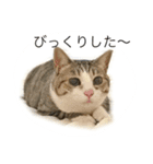 加藤家のみーちゃん（個別スタンプ：7）